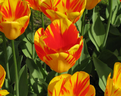 Hyprid Tulip at Keukenhof Gardens, Netherlands