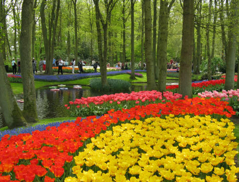 Keukenhof Botanical Gardens near Haarlem
