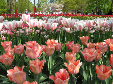 markt Donder Rang Purchase Tulip Bulbs from Keukenhof Gardens in Holland