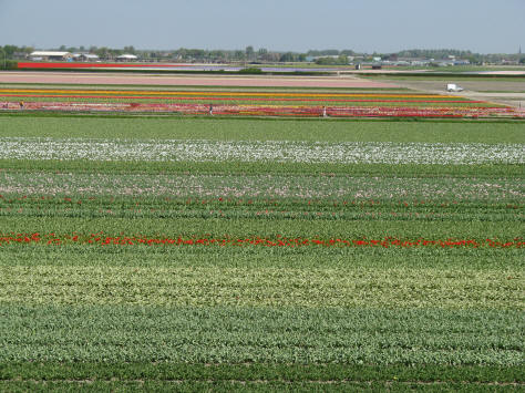 Tulip Fields in the Netherlands